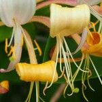 Lonicera periclymenumBlüte