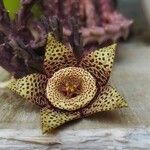 Orbea variegataFlower