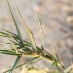 Aeluropus littoralis Feuille