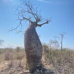 Adansonia za Habitus