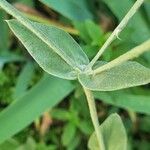 Silene coronaria Leaf