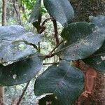 Syzygium arboreum Leaf