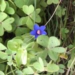 Lysimachia arvensis Blomma