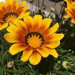 Gazania rigensFlor