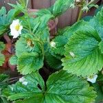 Fragaria × ananassaLeaf