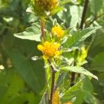 Bidens frondosa Flor