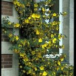 Fremontodendron californicum Кветка