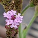 Verbena brasiliensis Blüte