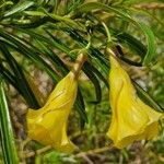 Cascabela thevetia Flower