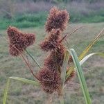 Cyperus glomeratus Yaprak