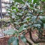 Osmanthus heterophyllus برگ