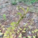 Chenopodium polyspermum Fiore