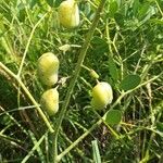 Baptisia alba Frukto