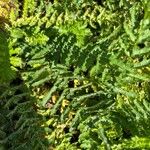 Dryopteris oreades Blad