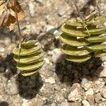 Medicago orbicularis Fruit