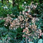 Heracleum sphondylium Frucht