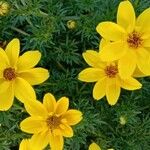 Bidens ferulifolia 花