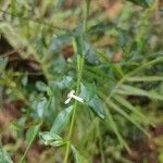 Andrographis paniculata Çiçek