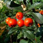 Pyracantha coccinea 果