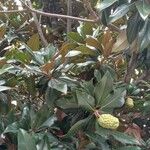 Magnolia grandiflora Habit