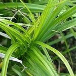 Carex muskingumensis 葉