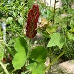 Trifolium incarnatum Квітка