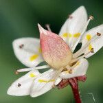 Micranthes bryophora Flower