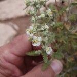 Chamaebatiaria millefolium Flower