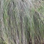 Festuca flavescens Hoja