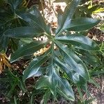 Philodendron adamantinum