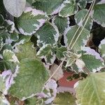 Coleus madagascariensis Leaf