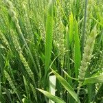Triticum aestivum Leaf