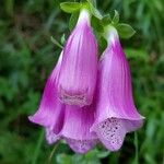 Digitalis purpurea花