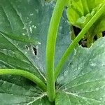Fragaria × ananassa Rinde
