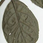 Neea floribunda Other