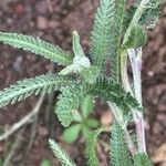 Achillea tomentosa Fuelha