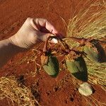 Cochlospermum regium Фрукт