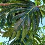 Artocarpus altilis Frunză