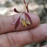 Hexalectris warnockii Flower