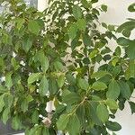 Ficus retusa आदत