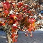 Crataegus phaenopyrum Frunză