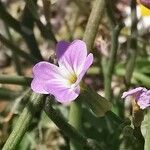 Malcolmia flexuosa Fleur