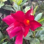 Mandevilla sanderi 花