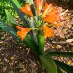 Clivia x cyrtanthiflora موطن