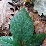 Rubus nigricans Leaf