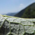 Verbascum lychnitis Levél