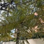 Grevillea robusta Folha