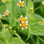 Galinsoga parviflora Flower