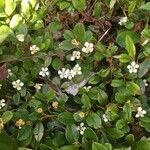 Cotoneaster integrifolius Blüte