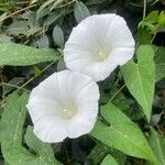 Calystegia silvatica Çiçek